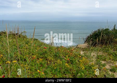 Beach rose covered bluff overlooking beach, Atlantic Ocean surf at Cape Cod National Seashore on Cape Cod Stock Photo