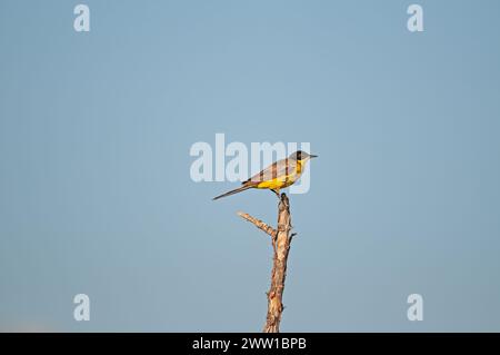 Western Yellow Wagtail, Motacilla flava on the branch. Stock Photo