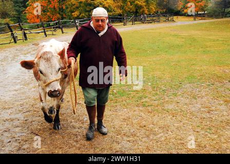 Cow Being Brought for Milk by a costumed farmer on an autumn day at a recreated dairy farm, Phillipsburg Manor, Sleepy Hollow, NY Stock Photo