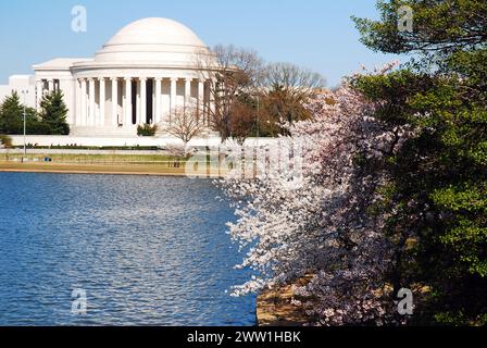 On a spring day in Washington DC, cherry blossoms bloom around the Tidal Bason near the Jefferson Memorial Stock Photo