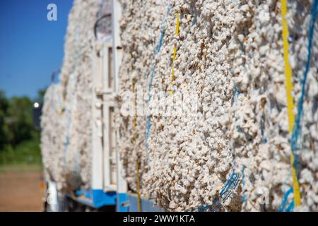 Cotton production ready to ship to factories by trucks. Stock Photo