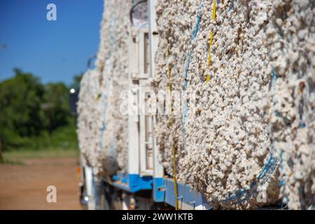 Cotton production ready to ship to factories by trucks. Stock Photo