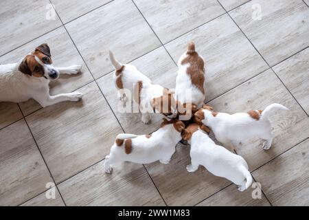 nursing female Jack Russell terrier watches her little Jack Russell terrier puppies eat in a bowl. view from above. Caring for and raising puppies Stock Photo