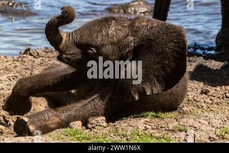 Baby elephant indulging in a dust bath, Chobe National Park, Botswana Stock Photo