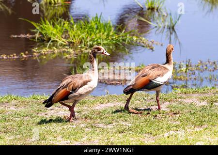 Egyptian Goose, Chobe National Park, Botswana Stock Photo