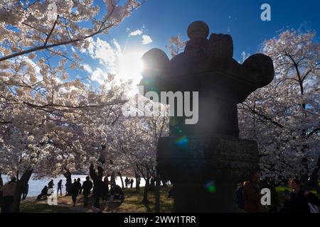 The pagoda at the peak bloom of the Cherry Blossoms along the Tidal Basin in Washington DC on March 20, 2024 Stock Photo
