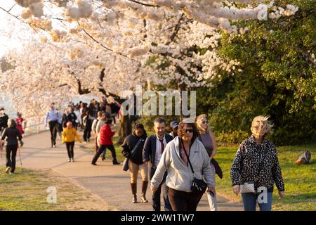 Visitors walk along the Cherry Blossoms at the Tidal Basin in Washington DC on March 20, 2024 Stock Photo