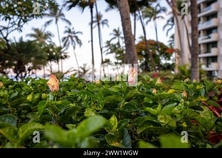 Hibiscus plants adorn the gardens of Kaanapali Beach in Lahaina, Hawaii on the island of Maui. Stock Photo