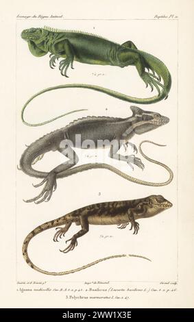 Critically endangered Lesser Antillean iguana, Iguana delicatissima 1, common basilisk, Basiliscus basiliscus 2, and many-colored bush anole, Polychrus marmoratus 3. Handcoloured stipple copperplate engraving by Eugene Giraud after an illustration by Felix-Edouard Guérin-Méneville and Edouard Travies from Guérin-Méneville’s Iconographie du règne animal de George Cuvier, Iconography of the Animal Kingdom by George Cuvier, J. B. Bailliere, Paris, 1829-1844. Stock Photo
