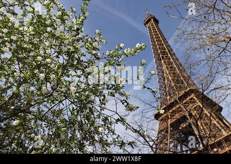 Paris, France. 20th Mar, 2024. Trees bloom at the Champ de Mars near the Eiffel Tower in Paris, France, March 20, 2024. Credit: Gao Jing/Xinhua/Alamy Live News Stock Photo