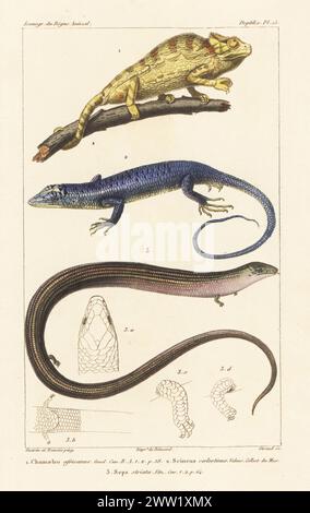 African chameleon or Sahel chameleon, Chamaeleo africanus 1, emerald tree skink, Lamprolepis smaragdina 2, and western (or Iberian) three-toed skink, Chalcides striatus 3. Handcoloured stipple copperplate engraving by Eugene Giraud after an illustration by Felix-Edouard Guérin-Méneville and Edouard Travies from Guérin-Méneville’s Iconographie du règne animal de George Cuvier, Iconography of the Animal Kingdom by George Cuvier, J. B. Bailliere, Paris, 1829-1844. Stock Photo
