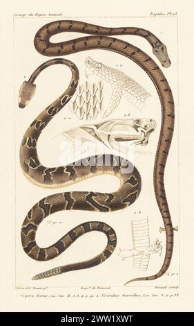 Common European adder or viper, Vipera berus 1, and timber rattlesnake, canebrake rattlesnake, or banded rattlesnake, Crotalus horridus 2. Handcoloured stipple copperplate engraving by Eugene Giraud after an illustration by Felix-Edouard Guérin-Méneville and Edouard Travies from Guérin-Méneville’s Iconographie du règne animal de George Cuvier, Iconography of the Animal Kingdom by George Cuvier, J. B. Bailliere, Paris, 1829-1844. Stock Photo