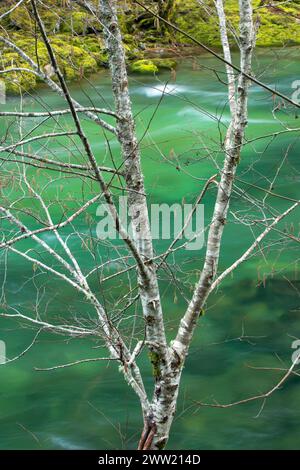Red alder (Alnus rubra) along Quartzville Creek Wild and Scenic River, Quartzville National Back Country Byway, Oregon Stock Photo