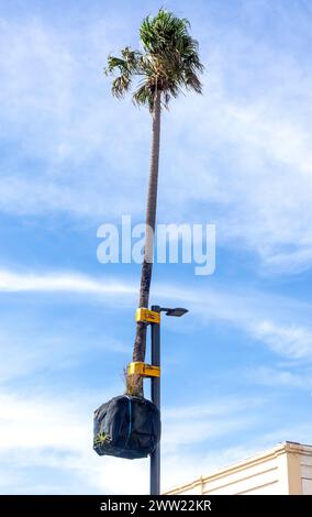 Suspended palm tree growing on lamp post, Crown Street Mall, Wollongong, New South Wales, Australia Stock Photo