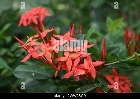 Soft focus close up view of the few red jungle geranium flower clusters (Ixora coccinea) blooming on the plant Stock Photo