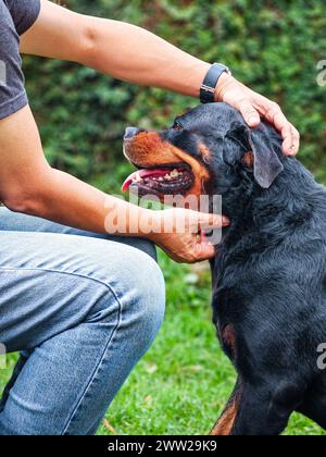 Man stroking gently dog's neck and head. Side view. Stock Photo