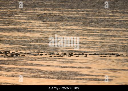 King eider Somateria spectabilis and Common eider Somateria mollissima ducks on over open lead Chukchi Sea spring migration Utqiagvik Alaska Stock Photo