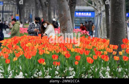 Tulip flowers burst into bloom along the Bund in Shanghai, China, 18 March, 2024. Stock Photo