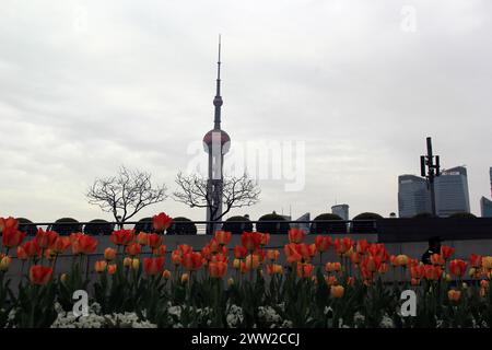 Tulip flowers burst into bloom along the Bund in Shanghai, China, 18 March, 2024. Stock Photo