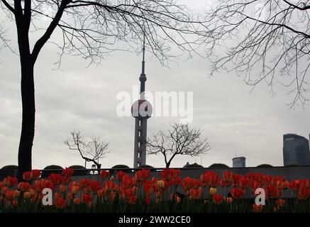 Tulip flowers burst into bloom along the Bund in Shanghai, China, 18 March, 2024. Stock Photo