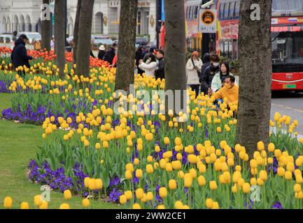 Tulip flowers burst into bloom along the Bund in Shanghai, China, 18 March, 2024. Stock Photo