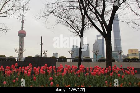 Tulip flowers burst into bloom along the Bund in Shanghai, China, 18 March, 2024. Stock Photo