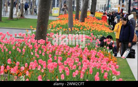 Tulip flowers burst into bloom along the Bund in Shanghai, China, 18 March, 2024. Stock Photo