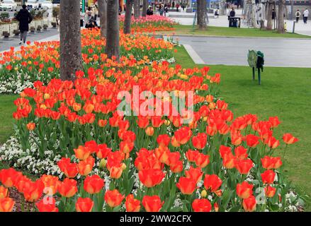 Tulip flowers burst into bloom along the Bund in Shanghai, China, 18 March, 2024. Stock Photo