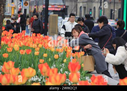 Tulip flowers burst into bloom along the Bund in Shanghai, China, 18 March, 2024. Stock Photo