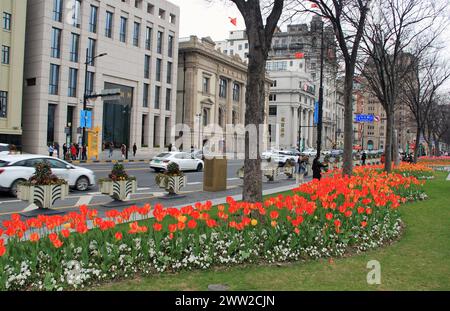 Tulip flowers burst into bloom along the Bund in Shanghai, China, 18 March, 2024. Stock Photo