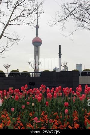 Tulip flowers burst into bloom along the Bund in Shanghai, China, 18 March, 2024. Stock Photo