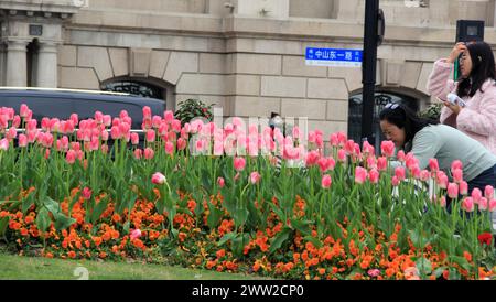 Tulip flowers burst into bloom along the Bund in Shanghai, China, 18 March, 2024. Stock Photo