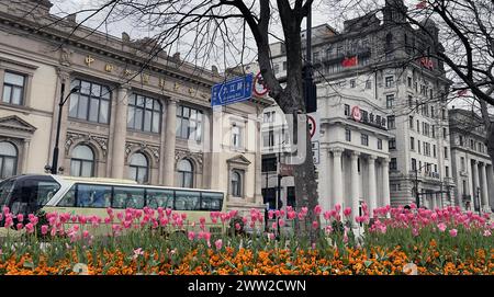 Tulip flowers burst into bloom along the Bund in Shanghai, China, 18 March, 2024. Stock Photo