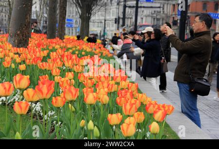 Tulip flowers burst into bloom along the Bund in Shanghai, China, 18 March, 2024. Stock Photo