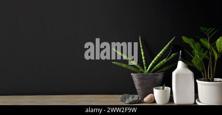Composition of sanseveria plants and succulents in pots on wooden table. Unique plant growth structure. Preparation to spray water on plants Stock Photo