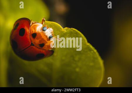 Red Ladybugs on green leaf and nature blurred background. Stock Photo