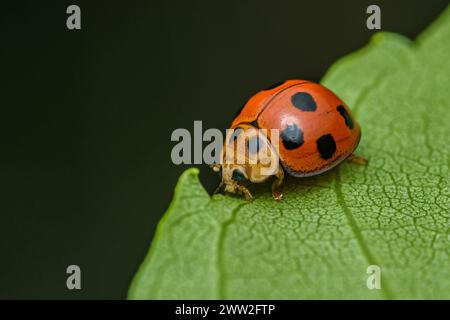 Red Ladybugs on green leaf and nature blurred background. Stock Photo