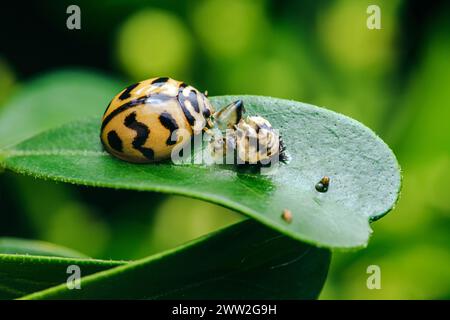 Red Ladybugs on green leaf and nature blurred background. Stock Photo