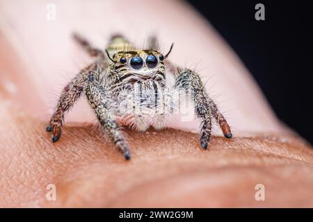 Close up a colorful jumping spider on finger, macro shot, selective focus,Thailand. Stock Photo