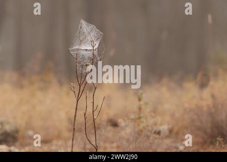 Spider web on dry twig with forest bokeh during fog in Sierra de Mariola, Spain Stock Photo