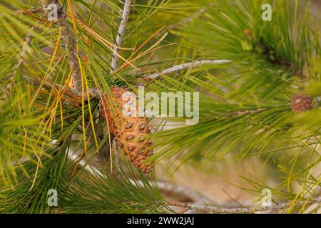 Young pineapple cone at the entrance of spring in the forest of the Sierra de Mariola, Alcoi, Spain Stock Photo