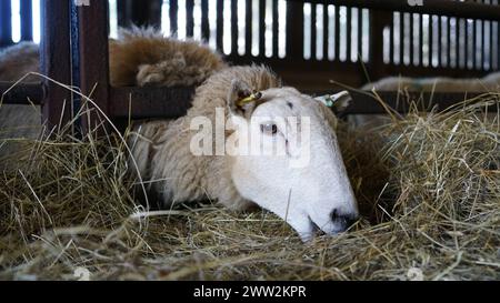 A Welsh flock of Ewe Sheep and lambs feeding on hay inside a barn shed in Wales, March 2023 Stock Photo