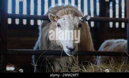 A Welsh flock of Ewe Sheep and lambs feeding on hay inside a barn shed in Wales, March 2023 Stock Photo