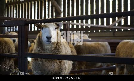 A Welsh flock of Ewe Sheep and lambs feeding on hay inside a barn shed in Wales, March 2023 Stock Photo