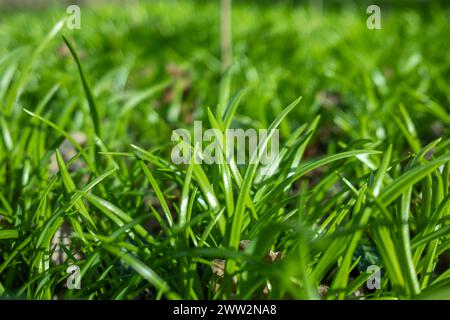 Symbolbild Bärlauch Deutschland, Berlin im März 2024: Junger Bärlauch sprießt und wächst auf große Flächen im Wald. *** Symbolic image of wild garlic Germany, Berlin in March 2024 Young wild garlic sprouts and grows on large areas in the forest Stock Photo