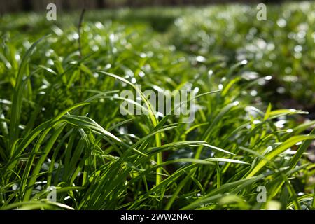 Symbolbild Bärlauch Deutschland, Berlin im März 2024: Junger Bärlauch sprießt und wächst auf große Flächen im Wald. *** Symbolic image of wild garlic Germany, Berlin in March 2024 Young wild garlic sprouts and grows on large areas in the forest Stock Photo