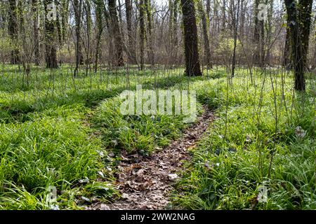 Symbolbild Bärlauch Deutschland, Berlin im März 2024: Junger Bärlauch sprießt und wächst auf große Flächen im Wald. *** Symbolic image of wild garlic Germany, Berlin in March 2024 Young wild garlic sprouts and grows on large areas in the forest Stock Photo