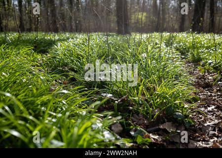 Symbolbild Bärlauch Deutschland, Berlin im März 2024: Junger Bärlauch sprießt und wächst auf große Flächen im Wald. *** Symbolic image of wild garlic Germany, Berlin in March 2024 Young wild garlic sprouts and grows on large areas in the forest Stock Photo