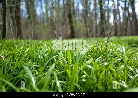 Symbolbild Bärlauch Deutschland, Berlin im März 2024: Junger Bärlauch sprießt und wächst auf große Flächen im Wald. *** Symbolic image of wild garlic Germany, Berlin in March 2024 Young wild garlic sprouts and grows on large areas in the forest Stock Photo