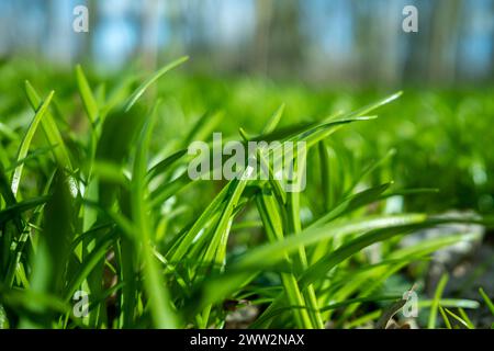 Symbolbild Bärlauch Deutschland, Berlin im März 2024: Junger Bärlauch sprießt und wächst auf große Flächen im Wald. *** Symbolic image of wild garlic Germany, Berlin in March 2024 Young wild garlic sprouts and grows on large areas in the forest Stock Photo